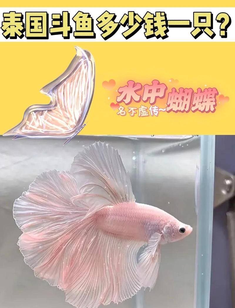 普通斗魚多少錢一只【斗魚一般多少錢一只】