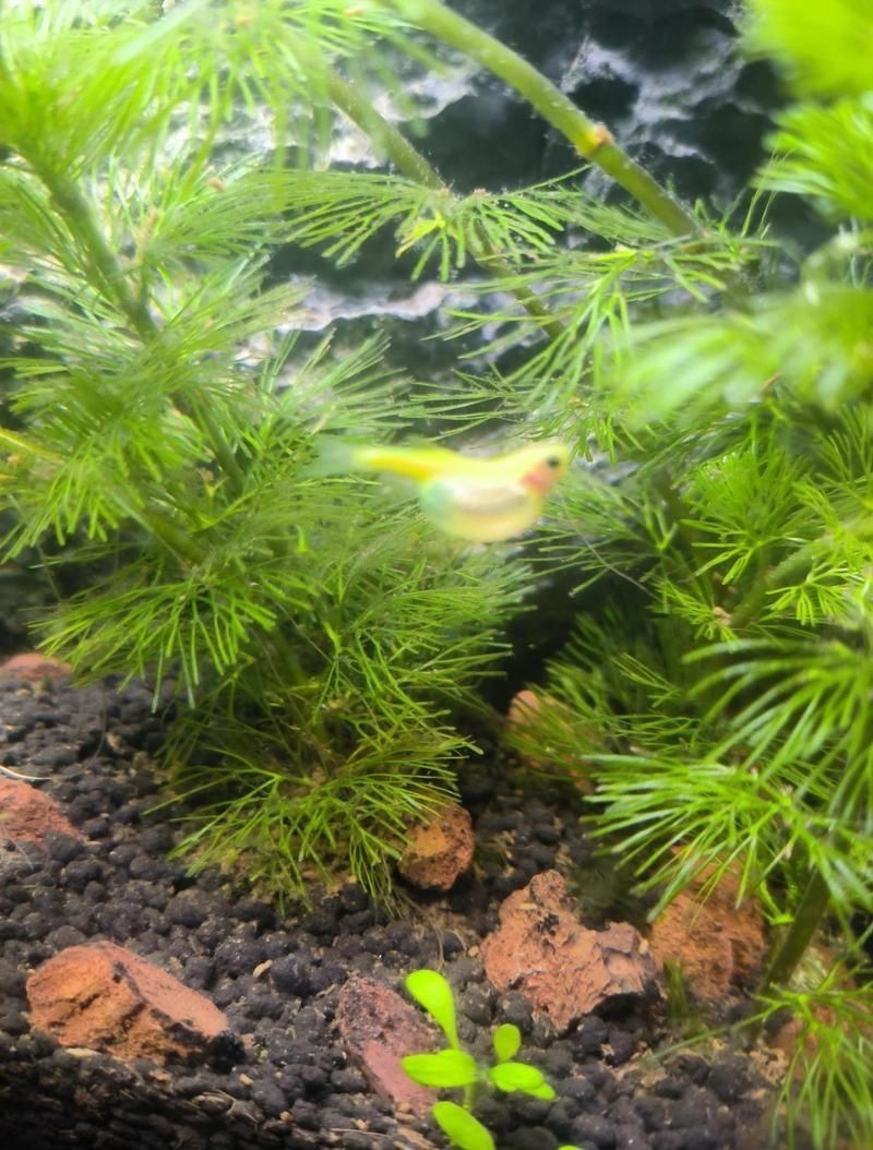 龍魚腹水可以自愈嗎【龍魚腹水如何自愈】