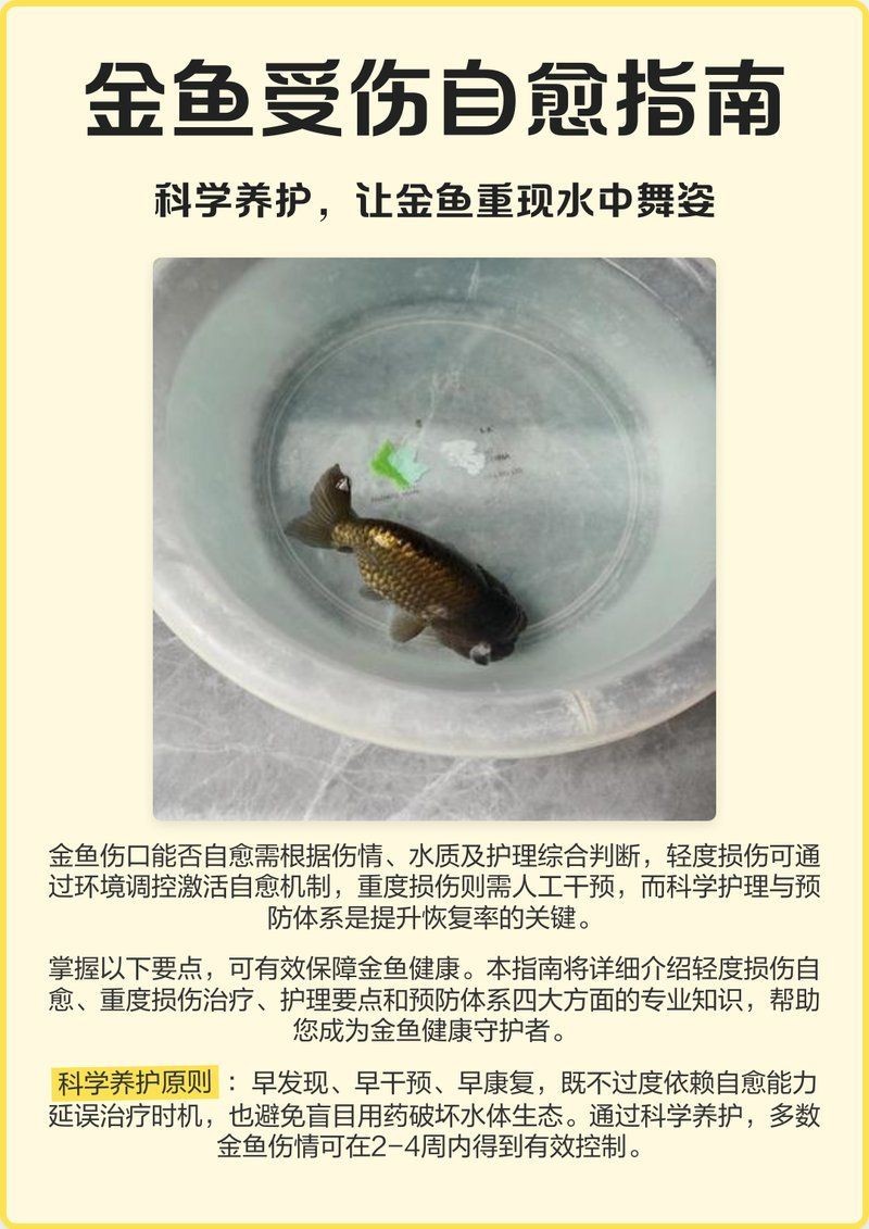 金魚爛尾自愈需要多長時間【金魚爛尾多久能自愈看這三方面金魚自愈能力盤點】