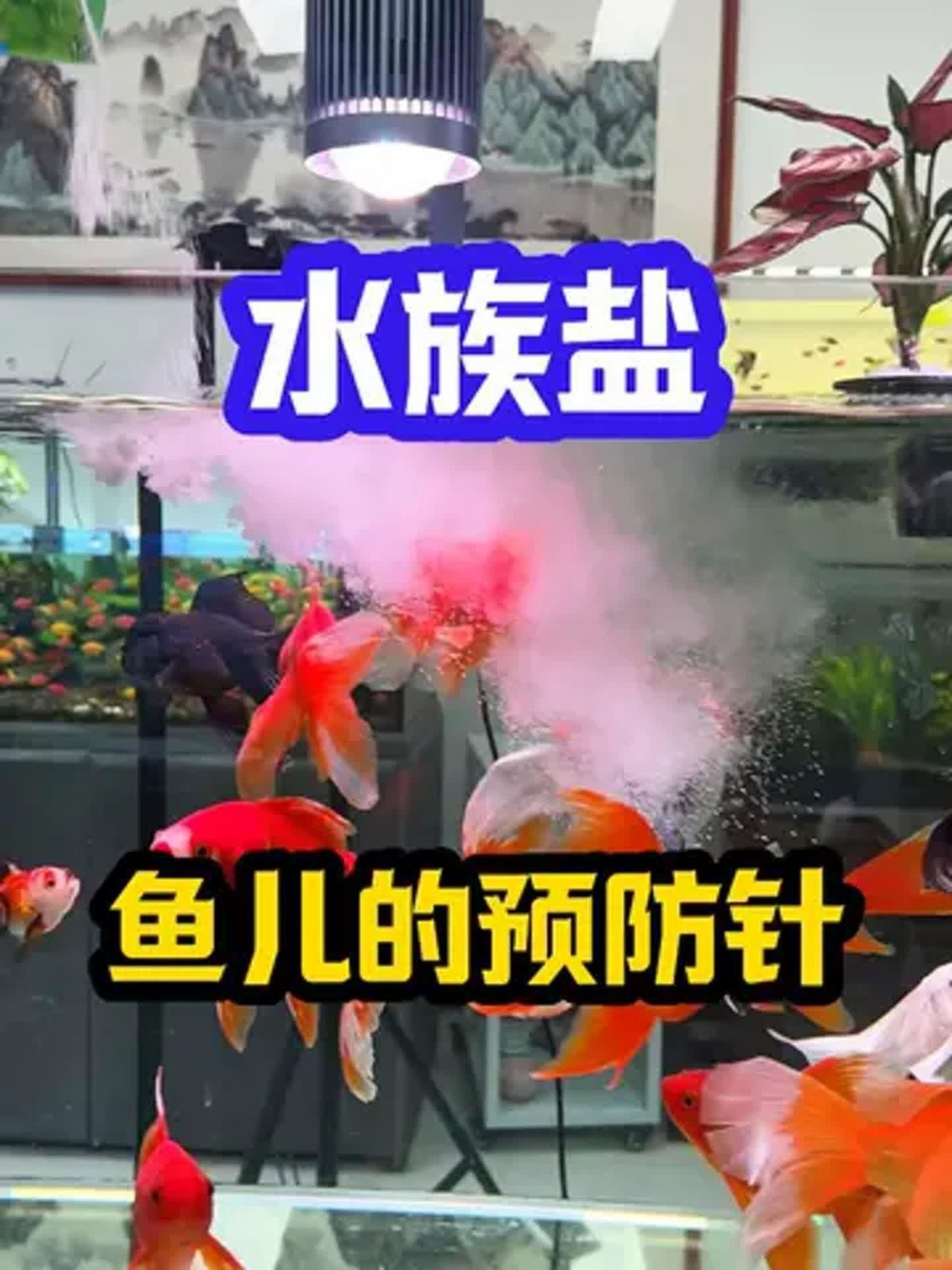 馬印水族鹽怎么樣【《馬印水族鹽怎么樣？》】
