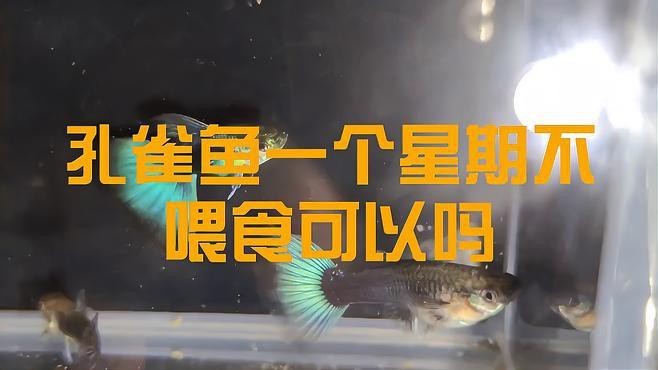 孔雀魚幾天不喂會餓死【孔雀魚不喂食能活幾天】