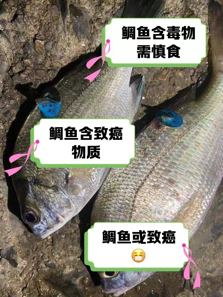 鯛魚相克的食物【吃鯛魚的禁忌是什么】