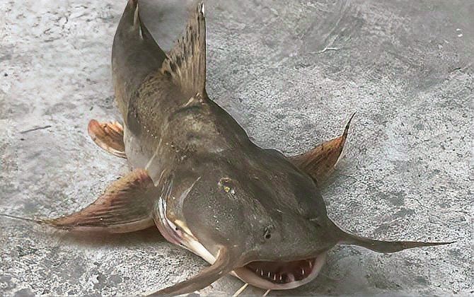 一種魚很像龍的叫什么【“龍形魚”是什么樣的一種存在】