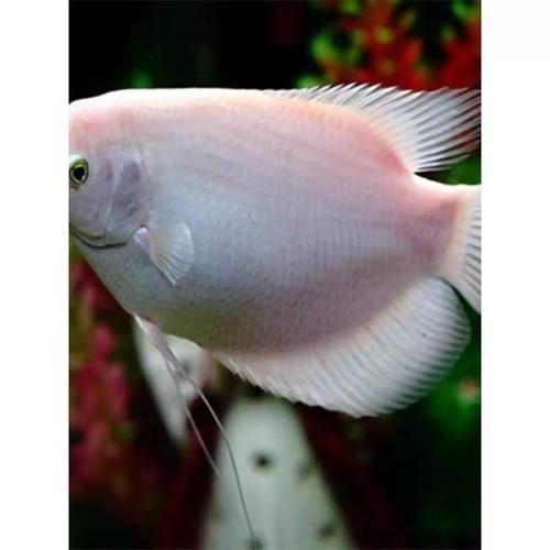 紅眼白子招財魚照片【《紅眼白子招財魚：獨特魅力的觀賞魚》】