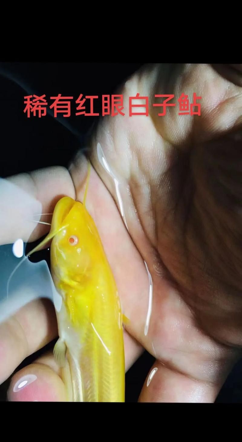 紅眼白子招財魚照片【《紅眼白子招財魚：獨特魅力的觀賞魚》】