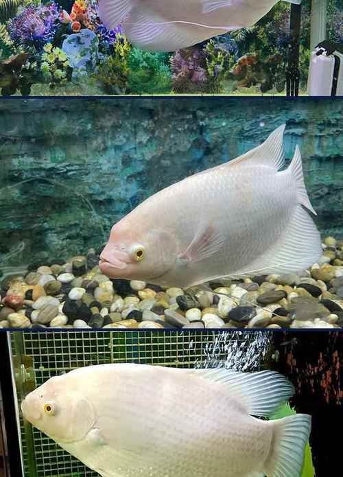 紅眼白子招財魚照片【《紅眼白子招財魚：獨特魅力的觀賞魚》】
