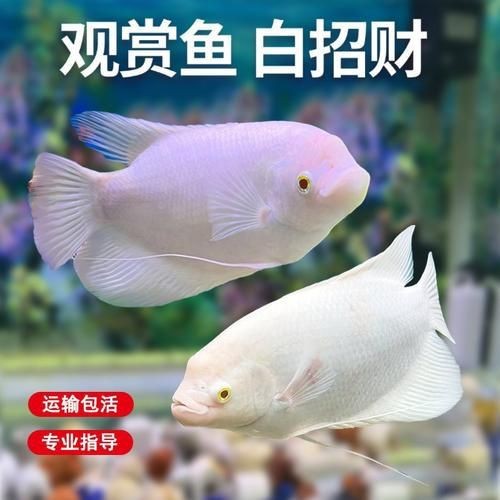 紅眼白子招財魚照片【《紅眼白子招財魚：獨特魅力的觀賞魚》】