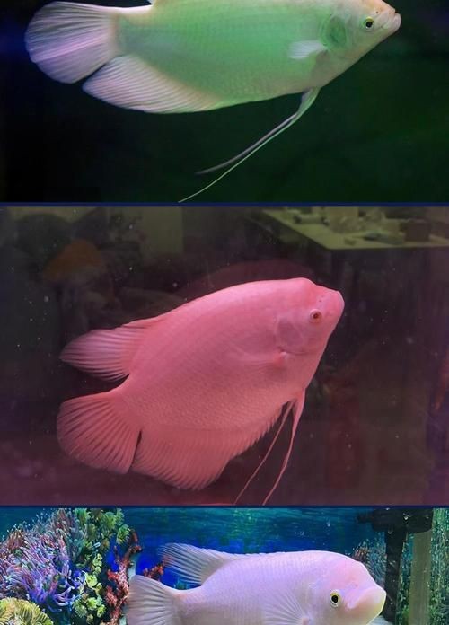 紅眼白子招財魚照片【《紅眼白子招財魚：獨特魅力的觀賞魚》】