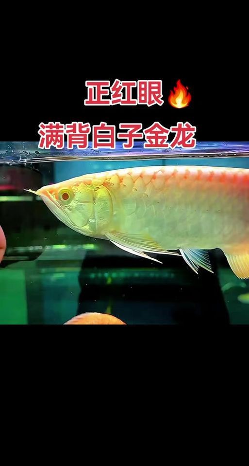 紅眼白子招財魚照片【《紅眼白子招財魚：獨特魅力的觀賞魚》】