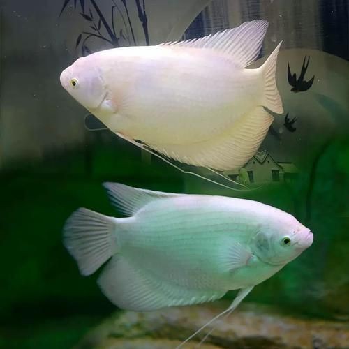 紅眼白子招財魚照片【《紅眼白子招財魚：獨特魅力的觀賞魚》】