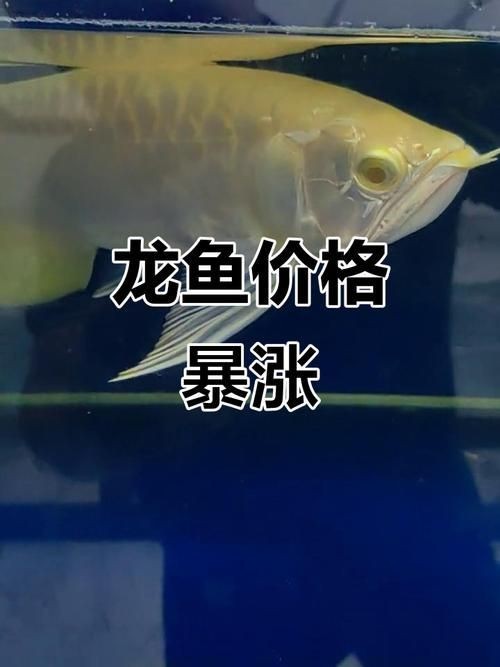 紅眼白子招財魚照片【《紅眼白子招財魚：獨特魅力的觀賞魚》】