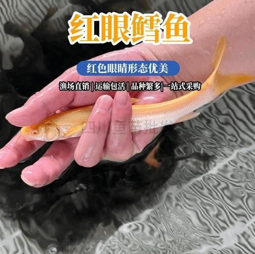 紅眼白子招財魚照片【《紅眼白子招財魚：獨特魅力的觀賞魚》】