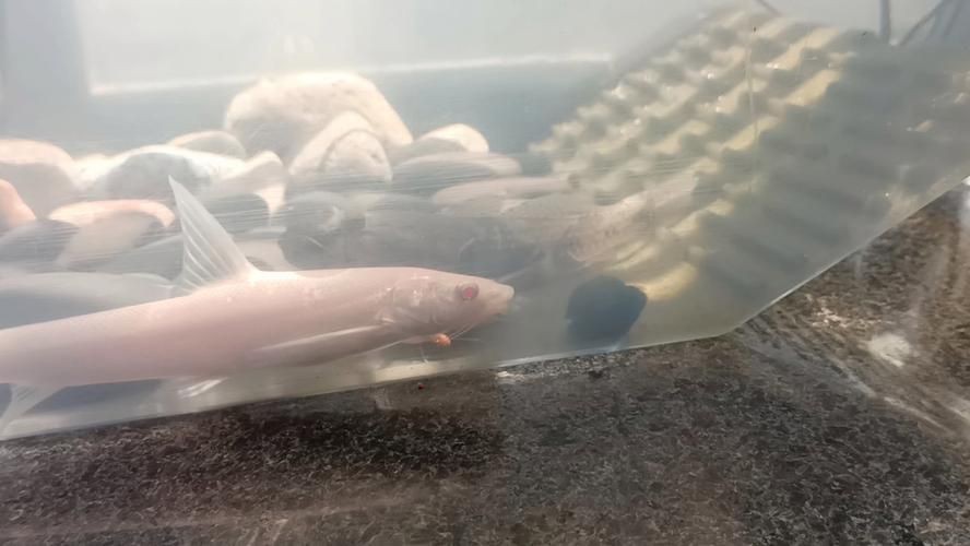 紅眼白子招財魚照片【《紅眼白子招財魚：獨特魅力的觀賞魚》】