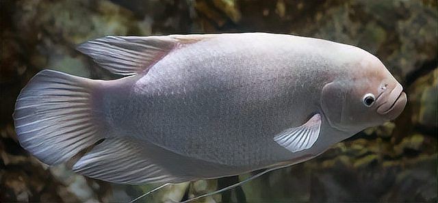 紅眼白子招財魚照片【《紅眼白子招財魚：獨特魅力的觀賞魚》】