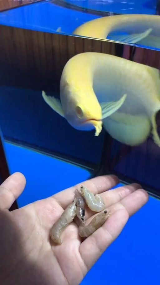 紅眼白子招財魚照片【《紅眼白子招財魚：獨特魅力的觀賞魚》】