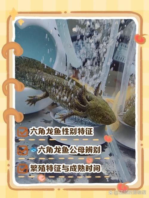 龍魚公母對照圖【龍魚公母圖解大全龍魚如何分公母圖解大全龍魚公母圖解】
