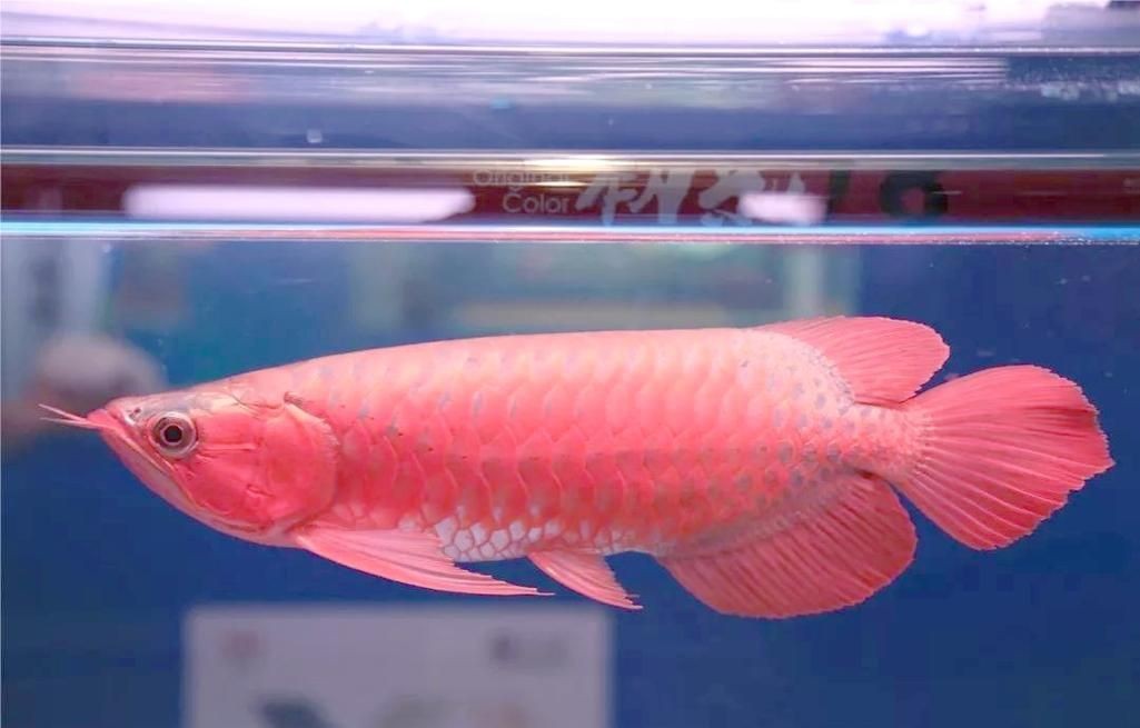 龍魚公母對照圖【龍魚公母圖解大全龍魚如何分公母圖解大全龍魚公母圖解】