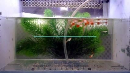 龍魚內臟受損后多久能恢復？【龍魚內臟受損后的恢復周期】