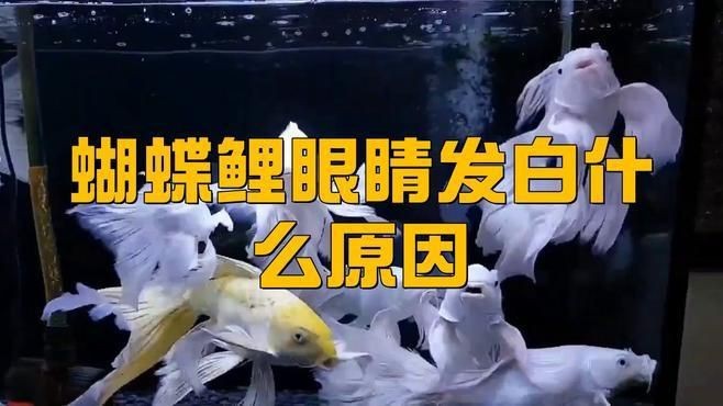 如何判斷魚眼睛白膜的嚴重程度？【魚眼白膜的嚴重程度】 如何判斷魚眼睛白膜的嚴重程度？【魚眼白膜的嚴重程度】 龍魚百科 第3張