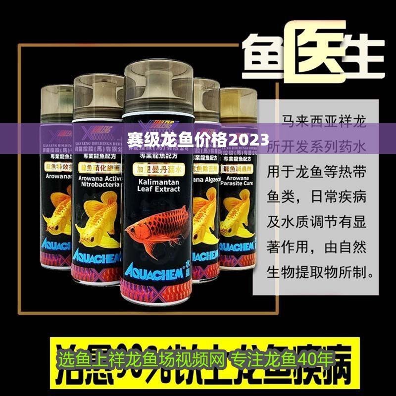 賽級古龍魚2023市場價