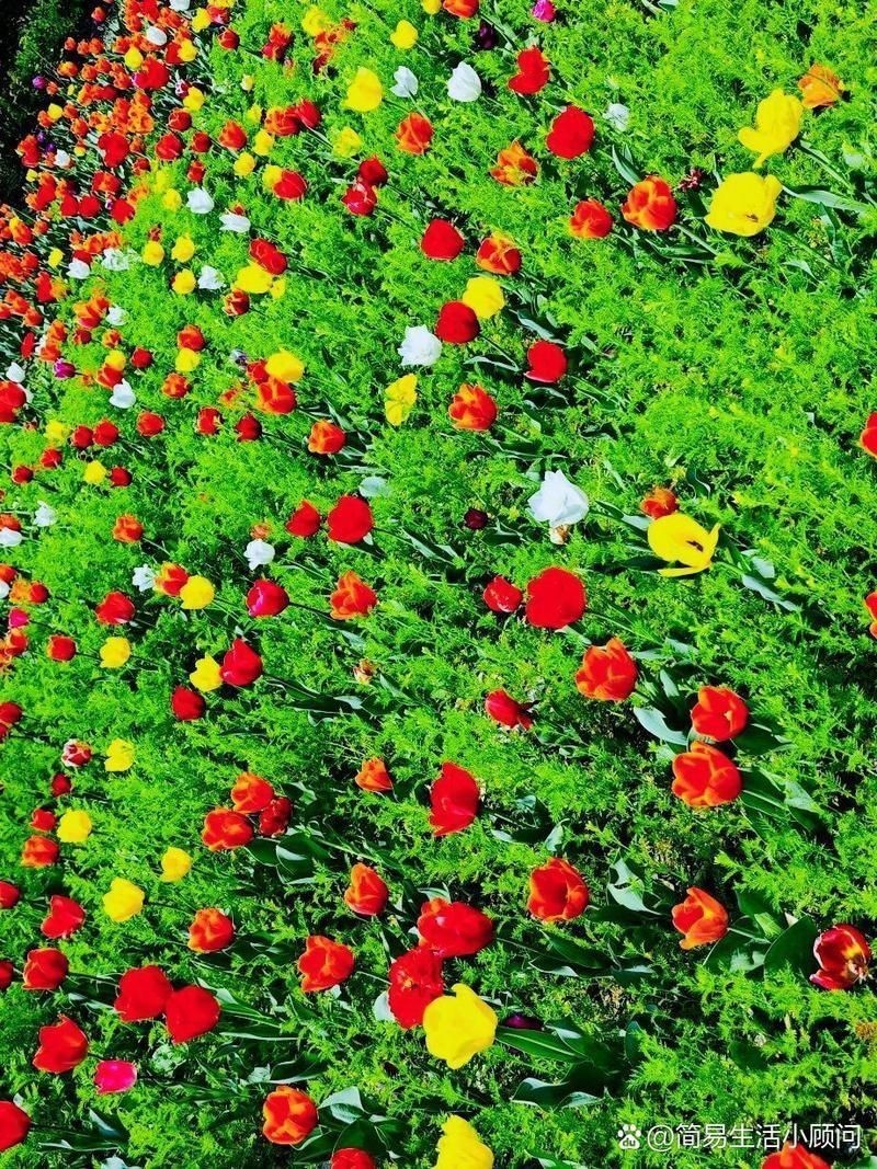 花博園門票包含什么【《花博園門票包含內容摘要》】 花博園門票包含什么【《花博園門票包含內容摘要》】 龍魚論壇 第5張