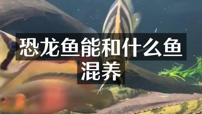 恐龍王魚混養最簡單方法【恐龍王魚混養的簡單方法】