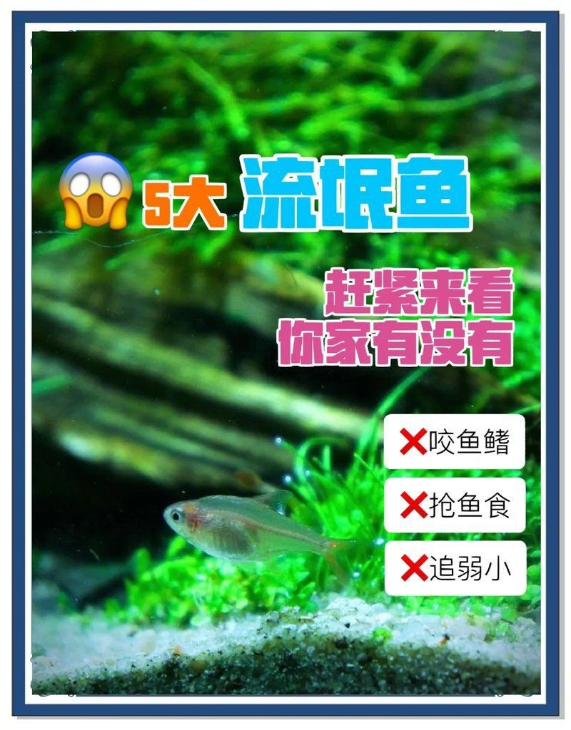 虎紋銀板魚咬別的魚么【虎紋銀板魚會咬其他魚嗎】