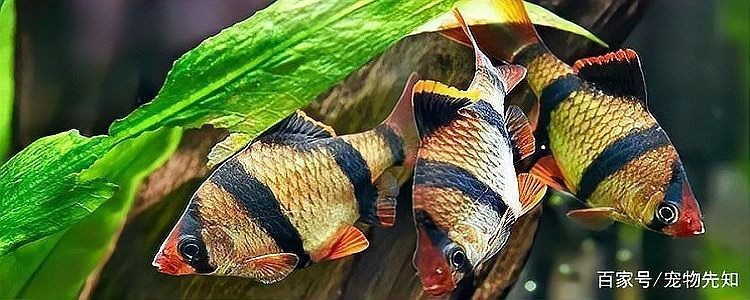 虎紋銀板魚咬別的魚么【虎紋銀板魚會咬其他魚嗎】