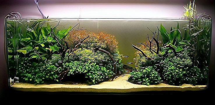 曼龍魚適合哪些造景？【曼龍魚適合多大的魚缸】