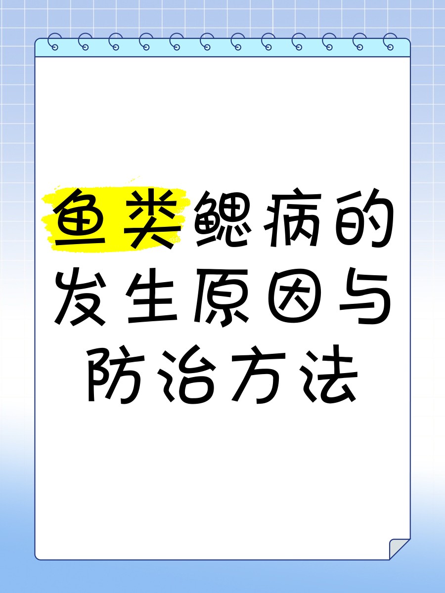 如何預防龍魚鰓蓋破損后的感染？