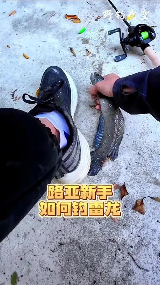 如何訓(xùn)練雷龍魚吞餌？【如何訓(xùn)練雷龍魚吞餌】
