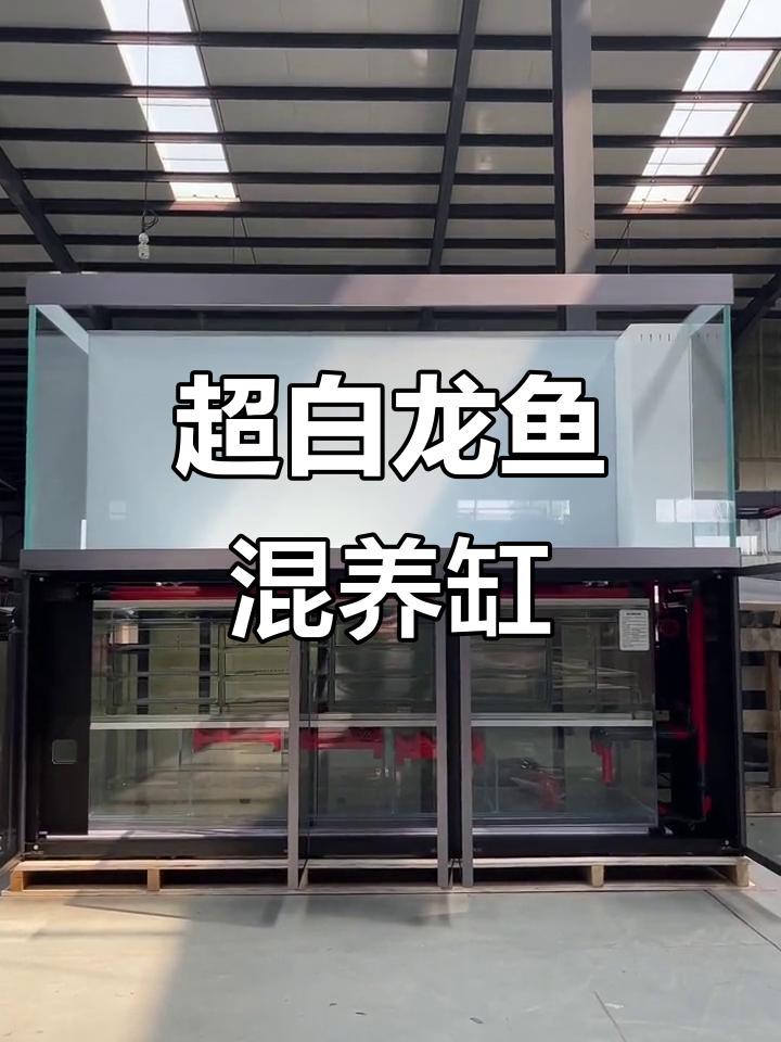 龍魚混養(yǎng)需要哪些過濾設備？【龍魚混養(yǎng)所需的過濾設備】