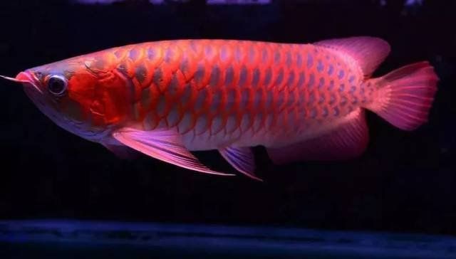 龍魚充血后還能恢復嗎？【龍魚充血后是否還能恢復】