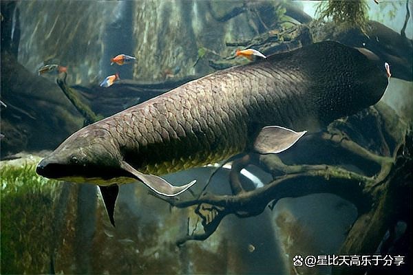 肺魚吃什么【你所不知道的肺魚】