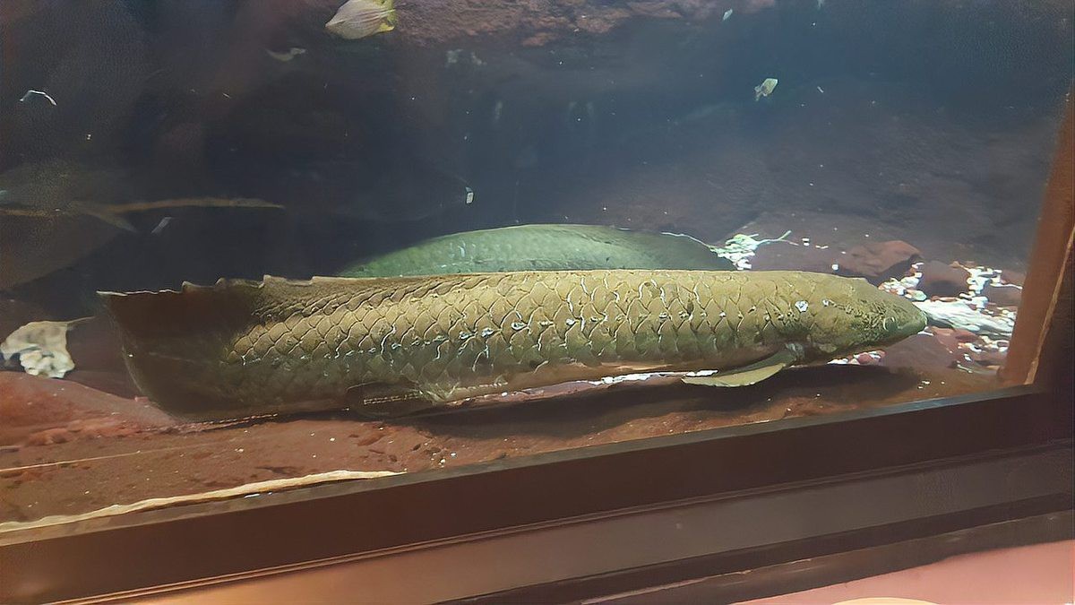 肺魚吃什么【你所不知道的肺魚】
