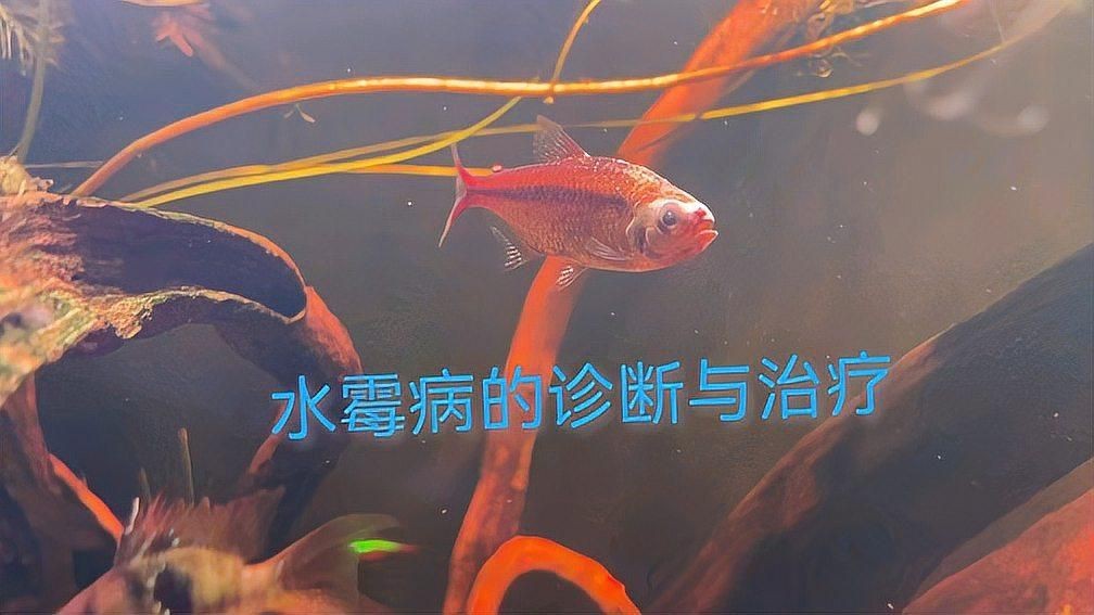 如何判斷魚是否感染水霉病？【如何判斷魚是否感染水霉病】
