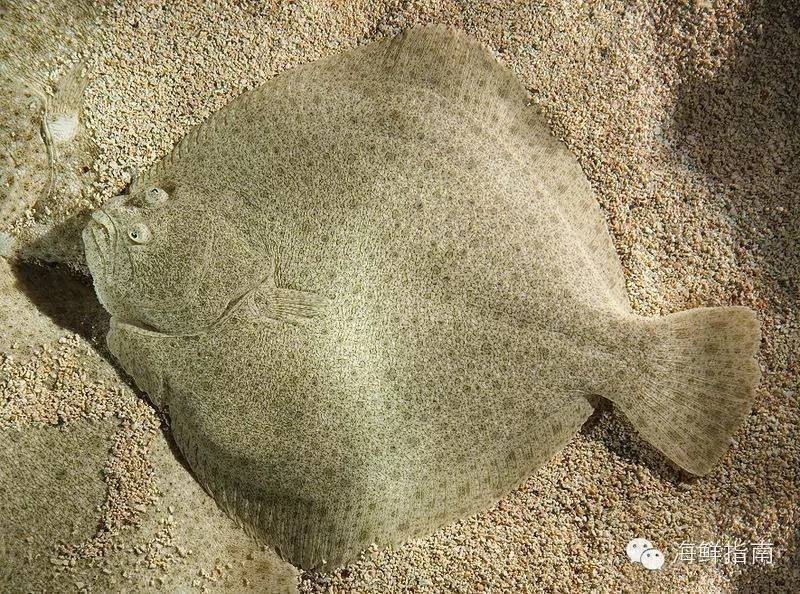 多寶魚又叫什么魚【多寶魚為什么叫多寶魚】