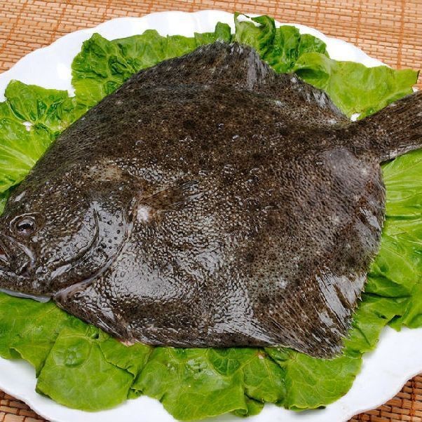 多寶魚又叫什么魚【多寶魚為什么叫多寶魚】