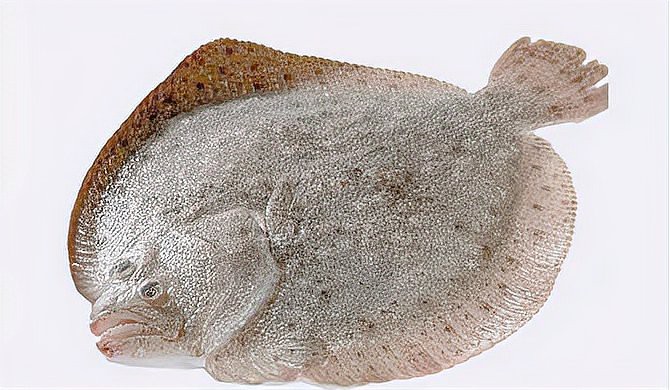 多寶魚又叫什么魚【多寶魚為什么叫多寶魚】
