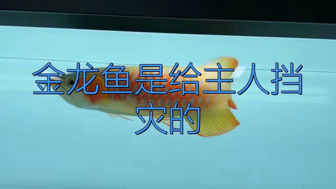 有哪些人相信龍魚風水說？【嗶哩嗶哩龍魚風水說的信仰者主要集中在以下幾類人群中】
