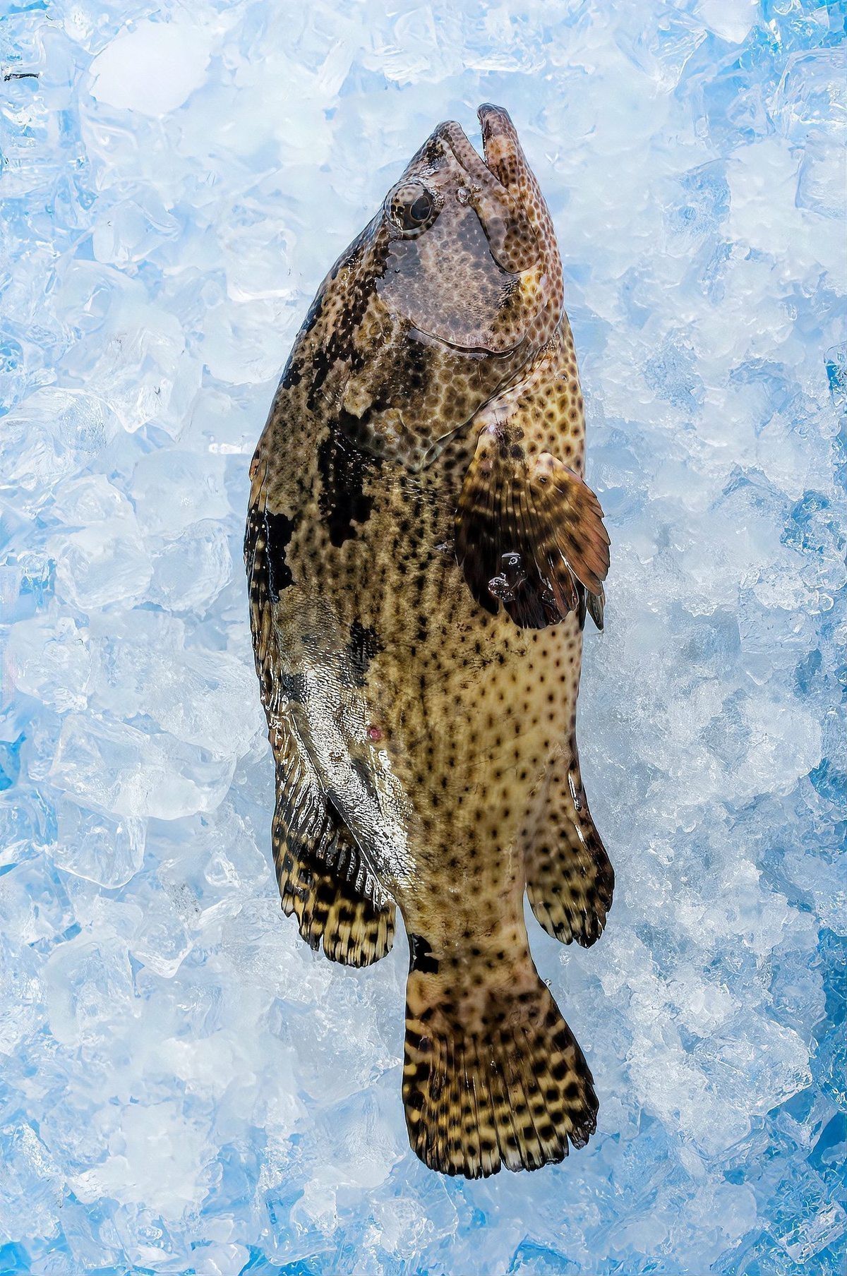 十大兇猛觀賞魚排名【十大兇猛觀賞魚排名的十大兇猛觀賞魚排名咬合力排名】