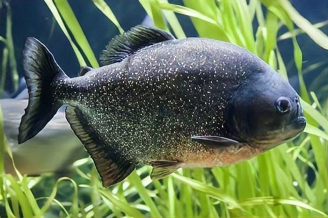 十大兇猛觀賞魚排名【十大兇猛觀賞魚排名的十大兇猛觀賞魚排名咬合力排名】