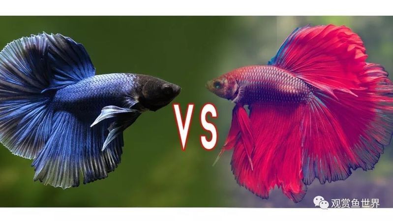 十大兇猛觀賞魚排名【十大兇猛觀賞魚排名的十大兇猛觀賞魚排名咬合力排名】