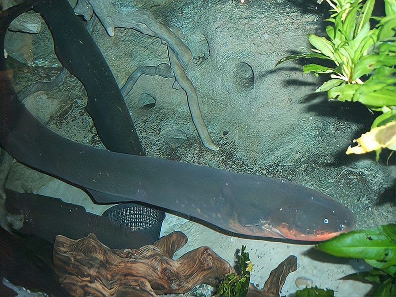 十大兇猛觀賞魚排名【十大兇猛觀賞魚排名的十大兇猛觀賞魚排名咬合力排名】