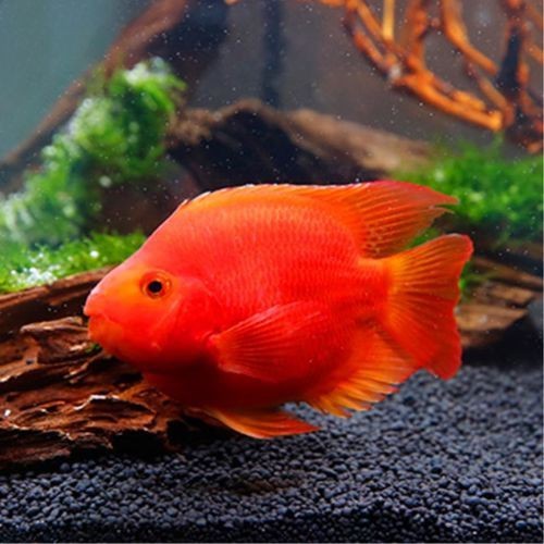 紅財神魚圖片【紅財神魚為什么叫財神魚,發財魚為什么叫財神魚發財魚】 龍魚論壇 第4張 紅財神魚圖片【紅財神魚為什么叫財神魚,發財魚為什么叫財神魚發財魚】 紅財神魚圖片【紅財神魚為什么叫財神魚,發財魚為什么叫財神魚發財魚】 龍魚論壇 第4張