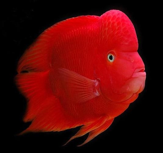 紅財神魚圖片【紅財神魚為什么叫財神魚,發財魚為什么叫財神魚發財魚】 龍魚論壇 第8張 紅財神魚圖片【紅財神魚為什么叫財神魚,發財魚為什么叫財神魚發財魚】 紅財神魚圖片【紅財神魚為什么叫財神魚,發財魚為什么叫財神魚發財魚】 龍魚論壇 第8張