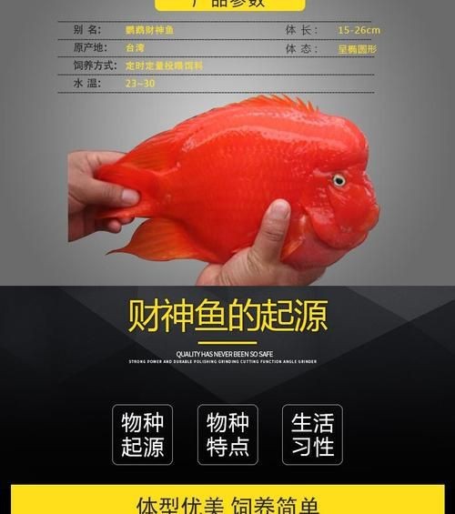 紅財神魚圖片【紅財神魚為什么叫財神魚,發財魚為什么叫財神魚發財魚】 龍魚論壇 第3張 紅財神魚圖片【紅財神魚為什么叫財神魚,發財魚為什么叫財神魚發財魚】 紅財神魚圖片【紅財神魚為什么叫財神魚,發財魚為什么叫財神魚發財魚】 龍魚論壇 第3張