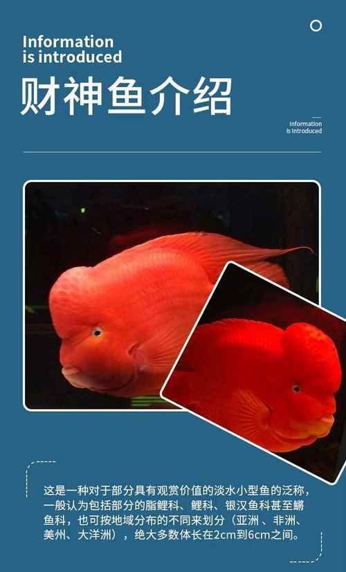 紅財神魚圖片【紅財神魚為什么叫財神魚,發財魚為什么叫財神魚發財魚】 龍魚論壇 第7張 紅財神魚圖片【紅財神魚為什么叫財神魚,發財魚為什么叫財神魚發財魚】 紅財神魚圖片【紅財神魚為什么叫財神魚,發財魚為什么叫財神魚發財魚】 龍魚論壇 第7張