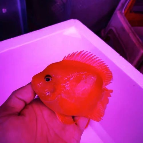 紅財神魚圖片【紅財神魚為什么叫財神魚,發財魚為什么叫財神魚發財魚】 龍魚論壇 第11張 紅財神魚圖片【紅財神魚為什么叫財神魚,發財魚為什么叫財神魚發財魚】 紅財神魚圖片【紅財神魚為什么叫財神魚,發財魚為什么叫財神魚發財魚】 龍魚論壇 第11張