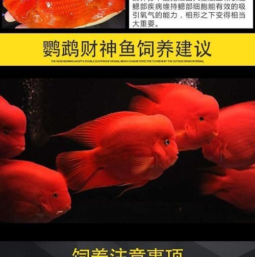 紅財神魚圖片【紅財神魚為什么叫財神魚,發財魚為什么叫財神魚發財魚】 龍魚論壇 第13張 紅財神魚圖片【紅財神魚為什么叫財神魚,發財魚為什么叫財神魚發財魚】 紅財神魚圖片【紅財神魚為什么叫財神魚,發財魚為什么叫財神魚發財魚】 龍魚論壇 第13張